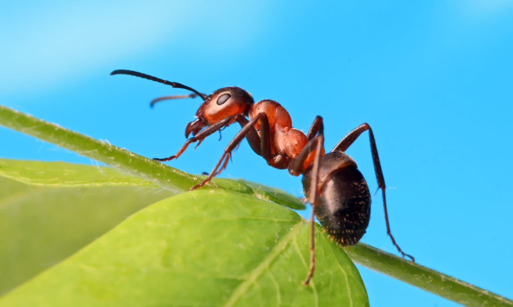 Mravce – spoločenské živočíchy, ktoré milujú sladké jedlá