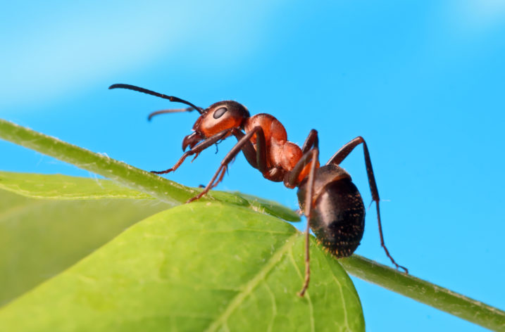 Mravce – spoločenské živočíchy, ktoré milujú sladké jedlá